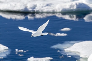 Bear Sound Prints: Adult ivory gull (Pagophila eburnea)
