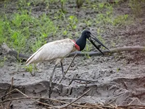 Hunting Prints: An adult jabiru, Jabiru mycteria