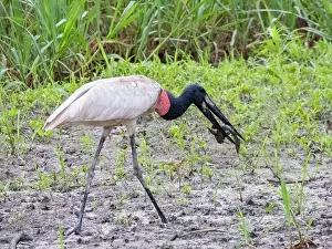 Beak Prints: An adult jabiru, Jabiru mycteria