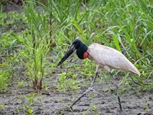 Beak Prints: An adult jabiru, Jabiru mycteria
