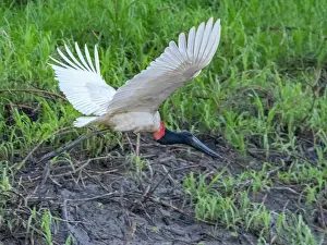 Beak Prints: An adult jabiru, Jabiru mycteria, in flight within the Pacaya Samiria Preserve, Peru