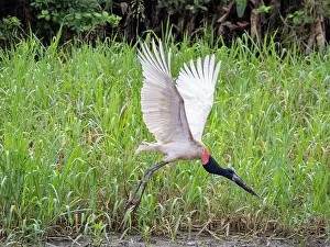 Beak Prints: An adult jabiru, Jabiru mycteria, in flight within the Pacaya Samiria Preserve, Peru