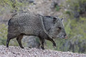 Adult Animal Prints: Adult javalina (collared peccary) (Pecari tajacu) in the Sonoran Desert suburbs of Tucson