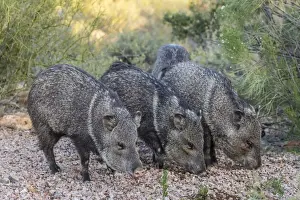 Adult Animal Prints: Adult javalinas (collared peccary) (Pecari tajacu) in the Sonoran Desert suburbs of Tucson