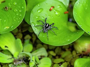 Adult jumping spider, Leptofreya ambigua, on a leaf within the Pacaya Samiria Preserve, Peru
