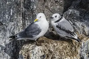 Looking Away Prints: Adult and juvenile black-legged kittiwakes (Rissa tridactyla) nesting near Stykkishholmur