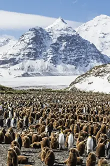 Clustered Prints: Adult and juvenile king penguins (Aptenodytes patagonicus)