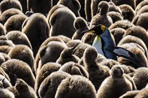 Adult and juvenile king penguins (Aptenodytes patagonicus), at breeding colony at Salisbury Plain