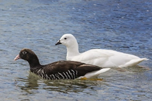Adult kelp goose pair (Chloephaga hybrida), female in front, New Island Nature Reserve