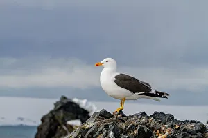 Lichen Prints: Adult kelp gull (Larus dominicanus)