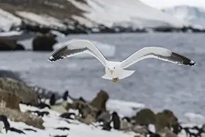 Gull Prints: Adult kelp gull (Larus dominicanus) in flight at Brown Bluff, Antarctic Sound, Antarctica