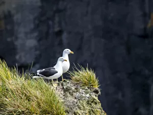 Nest Collection: Adult kelp gulls (Larus dominicanus), on a nest on Annenkov Island, South Georgia, South Atlantic