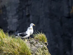 Adult kelp gulls (Larus dominicanus), on a nest on Annenkov Island, South Georgia, South Atlantic, Polar Regions
