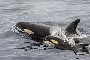 Togetherness Gallery: An adult killer whale (Orcinus orca) surfaces next to a calf off the Cumberland Peninsula