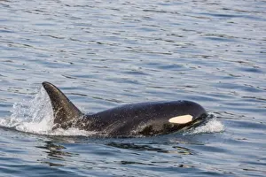 An adult killer whale (Orcinus orca) surfacing in Glacier Bay National Park, Southeast Alaska