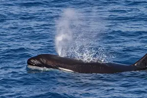 Whale Prints: Adult killer whale surfaces off Cabo Corso in Baja California Sur