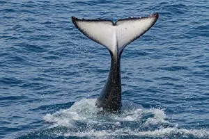 Emotional Prints: Adult killer whale tail-slapping in the ocean near Cabo Corso