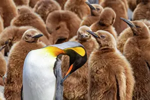 Wildlife Conservation Prints: Adult king penguin (Aptenodytes patagonicus) amongst chicks at breeding colony at Gold Harbour