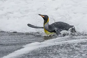 Lying On Front Prints: Adult king penguin (Aptenodytes patagonicus) returning from sea at St. Andrews Bay