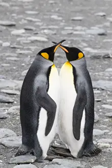 Gold Harbor Prints: Adult king penguin pair (Aptenodytes patagonicus) at breeding colony at Gold Harbor