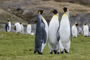Adult king penguins (Aptenodytes patagonicus) at breeding colony at Fortuna Bay, South Georgia