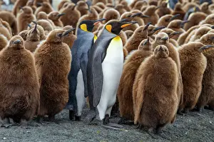 Young Birds Prints: Adult king penguins (Aptenodytes patagonicus) amongst chicks at breeding colony at Gold Harbour