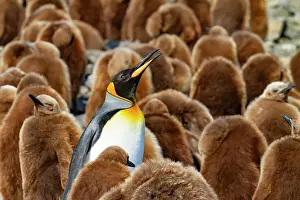 Snowy Landscape Prints: Adult king penguins (Aptenodytes patagonicus) amongst chicks (okum boys) at Salisbury Plain
