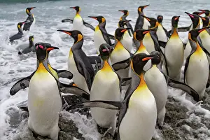 Breeding Season Prints: Adult king penguins (Aptenodytes patagonicus) returning from sea to the breeding colony at Salisbury Plain