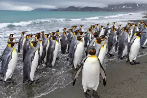 Wildlife Conservation Prints: Adult king penguins (Aptenodytes patagonicus) returning from sea to the nesting colony at Salisbury Plain
