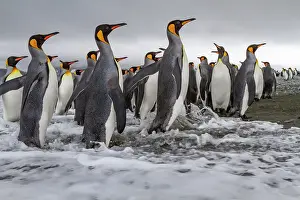 Animal Kingdom Prints: Adult king penguins (Aptenodytes patagonicus) returning from sea to the nesting colony at Salisbury Plain