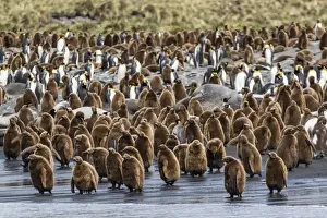Algae Prints: Adult king penguins and okum boy chicks (Aptenodytes patagonicus) heading to sea in Gold Harbor