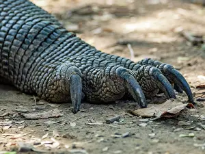 Large Prints: Adult Komodo dragon displaying claws on Komodo Island in Indonesia with close-up view of foot detail