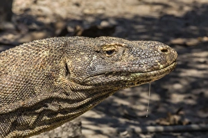 Adult Komodo dragon (Varanus komodoensis), in Komodo National Park, Komodo Island, Indonesia, Southeast Asia, Asia