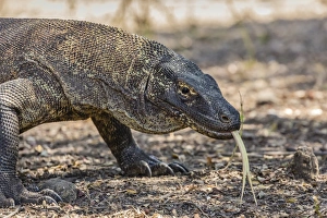 Adult Komodo dragon (Varanus komodoensis), in Komodo National Park, Komodo Island, Indonesia, Southeast Asia, Asia