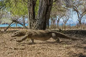 Lizard Prints: Adult Komodo dragon (Varanus komodoensis) in Komodo National Park
