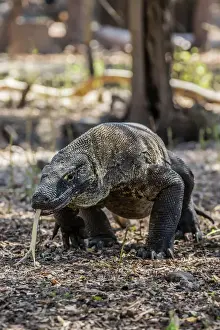 Lizard Prints: Adult Komodo dragon (Varanus komodoensis) in Komodo National Park