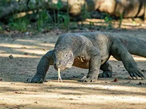 Large Prints: Adult Komodo dragon walks across the sandy ground on Komodo Island in Indonesia during the day