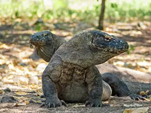 Large Prints: Adult Komodo dragons resting in their natural habitat on Komodo Island in Indonesia during daylight hours