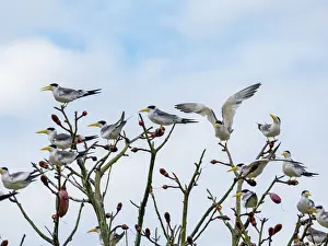 Avifauna Prints: Adult large-billed terns, Phaethusa simplex