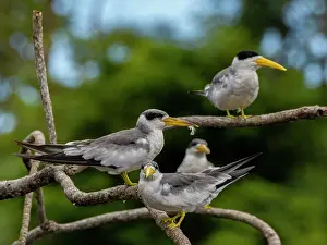 Birding Prints: Adult large-billed terns, Phaethusa simplex