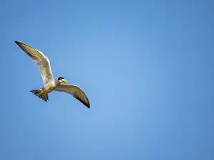 Soaring Prints: Adult large-billed terns, Phaethusa simplex