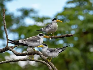 Beak Prints: Adult large-billed terns, Phaethusa simplex