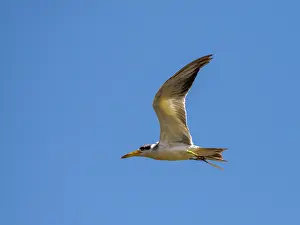 Birding Prints: Adult large-billed terns, Phaethusa simplex