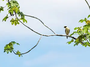 Perching Prints: Adult Laughing Falcon, Herpetotheres cachinnans
