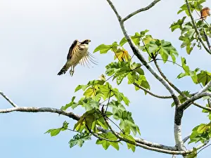 Raptor Prints: Adult Laughing Falcon, Herpetotheres cachinnans