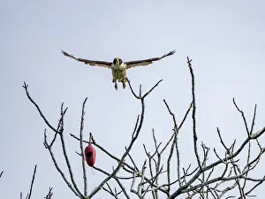 Raptor Prints: Adult Laughing Falcon, Herpetotheres cachinnans