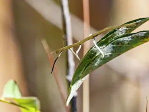Entomology Prints: Adult leaf mimic stick bug rests on a tree branch while blending in with leaves in Madagascar's Isalo National Park
