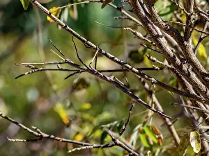 Entomology Prints: Adult leaf mimic stick bug on tree in Isalo National Park