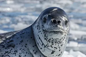 Face Prints: Adult leopard seal (Hydrurga leptonyx) on ice in Cierva Cove