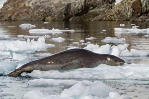 Large Prints: Adult leopard seal resting on ice in the Antarctic region during daylight hours